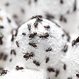 GokiBank フタホシコオロギ 約5mm～10mm 生き餌 カナヘビ カエル ヤモリ 餌 (100匹)