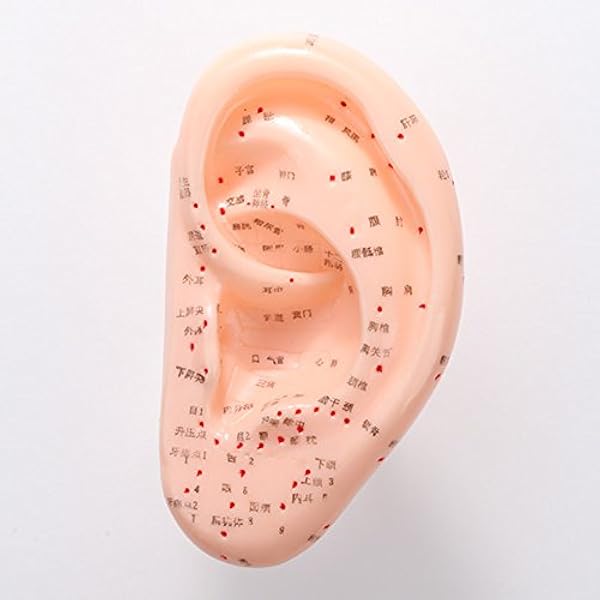 耳　医療用模型 Amazon.co.jp: HOMOCONO シーリアルな耳按摩模型 製 耐久性抜群