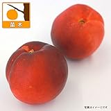 ネクタリン：ファンタジア4～5号ポット[アメリカで作出された大果の中晩生種][苗木] ノーブランド品