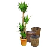 ユッカ 10号サイズ【バスケット(鉢カバー) 付き】 バスケット02