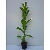 【5本セット】 コブシ 樹高0.5m前後 10.5cmポット こぶし 苗木 植木 苗 庭木 生け垣