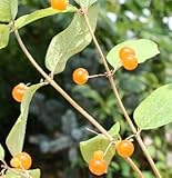 ヒョウタンボク　【桃花・黄実】　（ 瓢箪木 ）