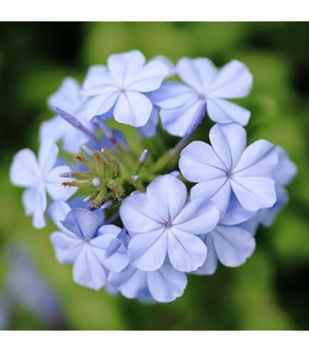 Amazon | ☆ルリマツリ（プルンバゴ） ブルー 1株 | 花