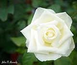 バラ苗 ジョン Ｆ ケネディ オリジナル 大苗 木立バラ 四季咲き 白色 バラ 苗 薔薇 バラ苗木 【2016年度 バラ新品種】