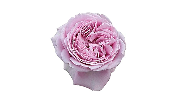 Amazon Co Jp バラ苗 海 カイ 新苗植え替え7号専用角鉢入 紫系 Rose For You 購入特典 ぼかし肥料1kg付き Diy 工具 ガーデン