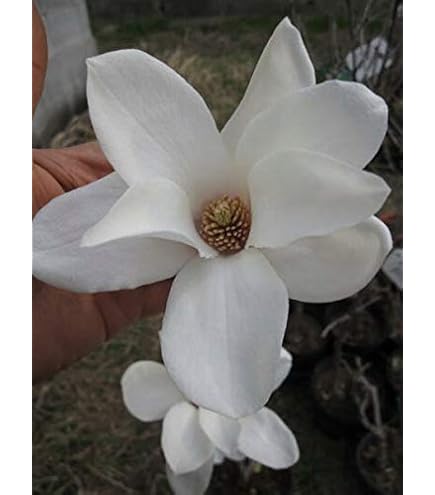 Amazon.co.jp: ハクモレン 白木蓮苗 : DIY・工具・ガーデン