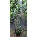 フェイジョア 5号ポット 5本セット