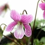 (山野草)紅花ナンザンスミレ(紅花南山菫) 紅鶴 3号(お買い得5ポットセット) 本州・四国限定[生体]