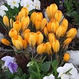 クロッカス　イエローマンモス　１０球入