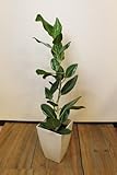 ご自宅、事務所のインテリアに♪観葉植物 ベンガレンシス 簡易鉢 高さ約85cm