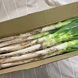 【長野県産】朝採り即日出荷「長ネギ」S～Lサイズ混合3kg(根、泥付き)【農薬・化学肥料不使用】