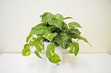 LION 人工植物　GS-115 品番57686