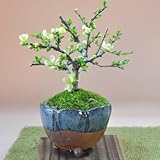盆栽妙 長寿梅 白花 信楽鉢 樹高14cm×幅16cm