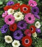 アネモネ　ミックス　４０ｍｌ入