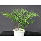 シダ・ベニシダ(紅羊歯) 寄せ植え ロックガーデン 植木 苗木 常緑性