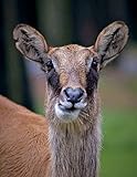 Waterbuck Notebook Large Size 8.5 X 11 Ruled 150 Pages Softcover