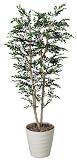 光触媒観葉植物 トネリコ1.8 146A400
