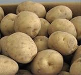 だんしゃく　種いも10kg　Mサイズ