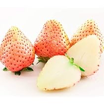 Amazon | イチゴ (いちご) あかねっ娘 ポット苗1個 いちご 苗 | 果物