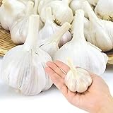 国華園　ニンニク種球 こくうまニンニク 5kg【※発送が国華園からの場合のみ正規品です】