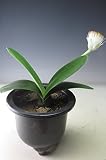 花芽付き！白花マユハケオモト（斑入り）【現品】の鉢植え　現在、開花中