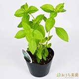 レモンバジル 【苗】 ９ ｃｍ ポット ＜当店は 苗 種 鉢 培養土 ニーム の専門店＞