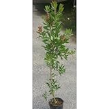 キンポウジュ (金宝樹) 5号ポット