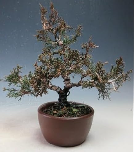 Amazon.co.jp: 盆栽 皐月/サツキ（珍山）【現品】(10004707) 開花終了