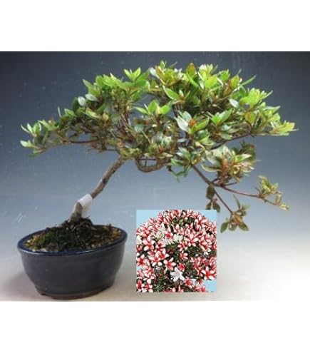 Amazon.co.jp: 盆栽 花芽付！皐月（サツキ）（日の丸）(4523) 【現品