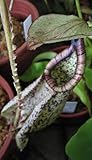 Nepenthes rafflesiana black speckle var. alata - pitcher plant - 5 seeds