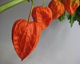 ほおずき ドライフラワー 切り花 エダモノ １本