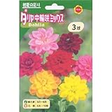 春植え球根 ダリア 中輪咲ミックス (530010)