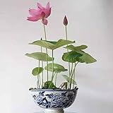 【LORIA・JP品】ボウル・ハス 種 多肉植物 有機種子 混合色の種 ボウル・ハス 池の種 ホームガーデンヤード用 10粒/バッグ