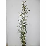 【5本セット】 シマトネリコ 樹高0.5m前後 10.5cmポット 株立ち人気の庭木 苗木 植木 苗 庭木 生け垣