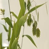 コバンソウ（小判草）4号鉢植え 2個セット[ワイルドオーツ・オーナメンタルグラス] ノーブランド品