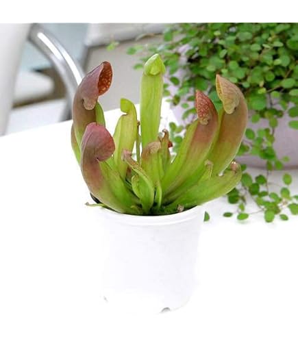 食虫植物N.ventricosa Quezon Luzon Amazon.co.jp: 食虫植物N.ventricosa Quezon Luzon : DIY・工具・ガーデン