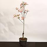 盆栽:花水木(はなみずき)ハナミズキ・赤花or白花(瀬戸焼深鉢)* (赤花)