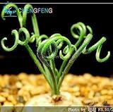 200pcsの/袋サボテンの一種の植物の広い板バネの草の種子の多肉植物の庭園観賞用ポットのための鉢植えの新工場ミニ盆栽