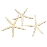 東京堂 ドライフラワー ホワイトスターフィッシュ小 (3コ入り) FD005534