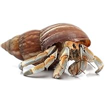 【ヤドカリ】 Amazon | （オカヤドカリ）オカヤドカリ L～LLサイズMix