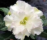 40 Fresh seedsアデニウム アラビカム オベスム 砂漠のバラ種子(40粒)塊根植物種子Adenium obesum Desert Roses seeds no164-Double-Whit