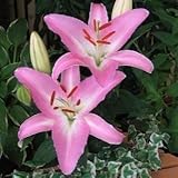 オリエンタルユリ　マレロ　１球入