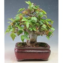 盆栽　楓　盆栽鉢 gz24091649_1.jpg