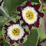 [ オーリキュラ ] トスカ