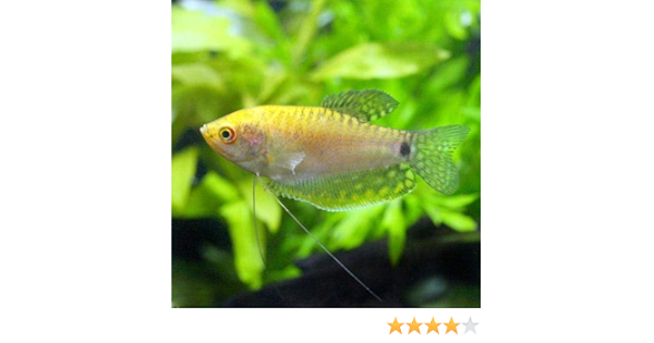Amazon 熱帯魚 ゴールデン グラミー ３匹 北海道 九州航空便要保温 Charm チャーム 観賞魚 水中生物 通販