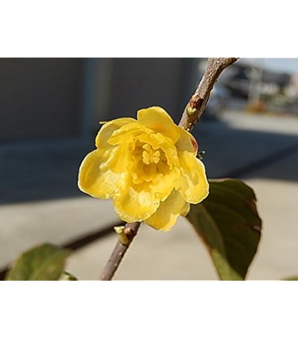 Amazon | ロウバイ 苗木 福寿 蝋梅 花木 香りの花 苗 冬に咲く 240725