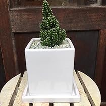 Amazon｜セレウス電磁波吸収サボテン（セレウスベルヴィアヌス