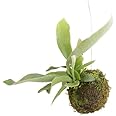 コウモリランの苔玉