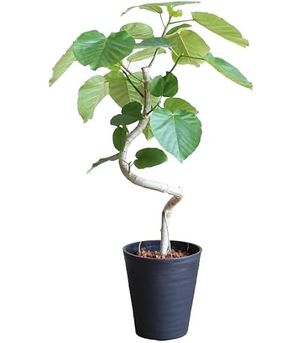 Amazon｜螺旋状の素敵な樹形のフィカス ウンベラータ 170cm 前後 10号
