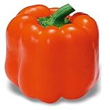 Pepper 200seeds organic vegetable seeds